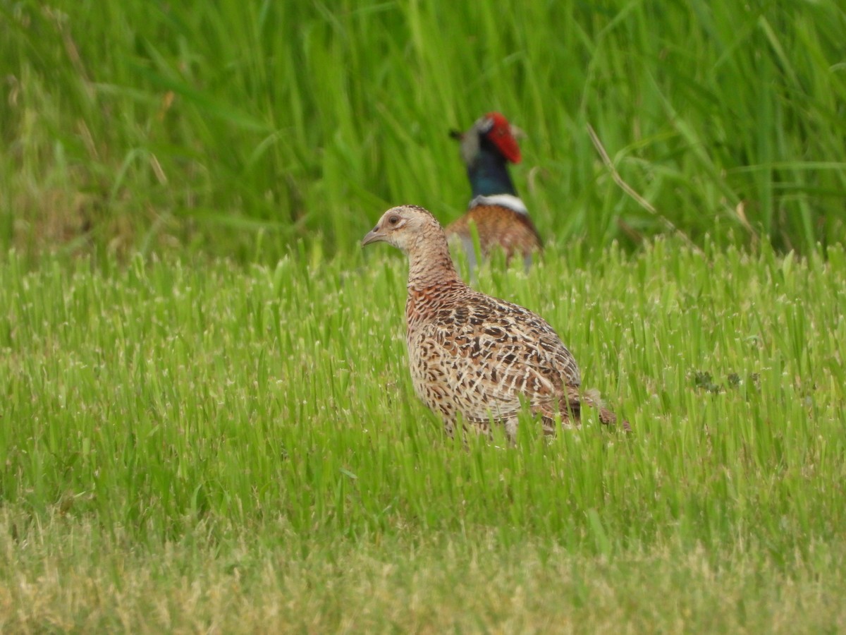 Ring-necked Pheasant - ML478976301