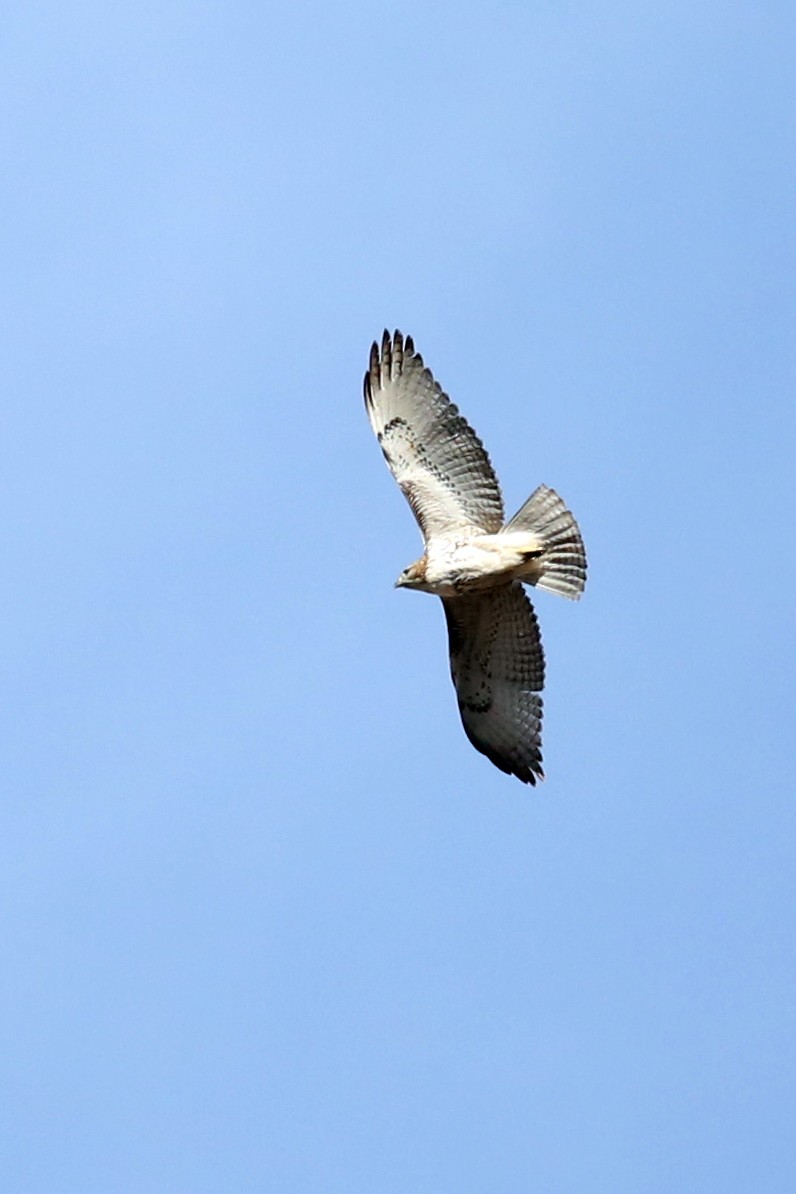 Red-tailed Hawk - Marceline VandeWater