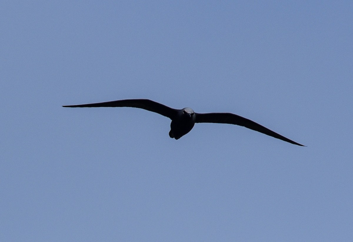 Black Noddy - ML478979181