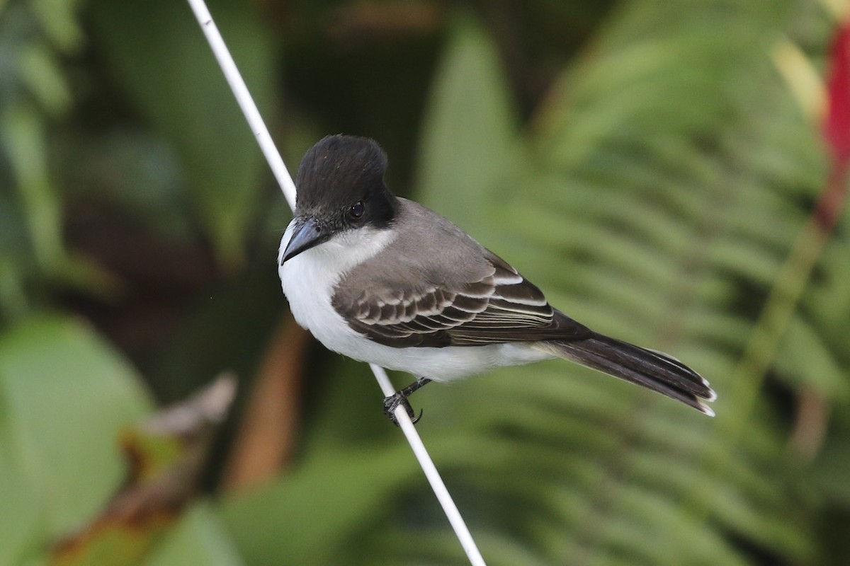 Büyük Antil Tiranı [caudifasciatus grubu] - ML47897971