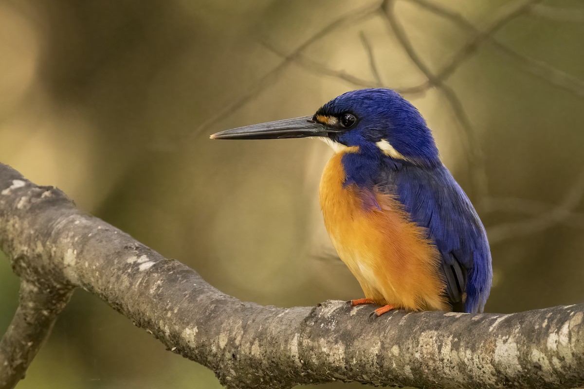 Azure Kingfisher - Hans Wohlmuth