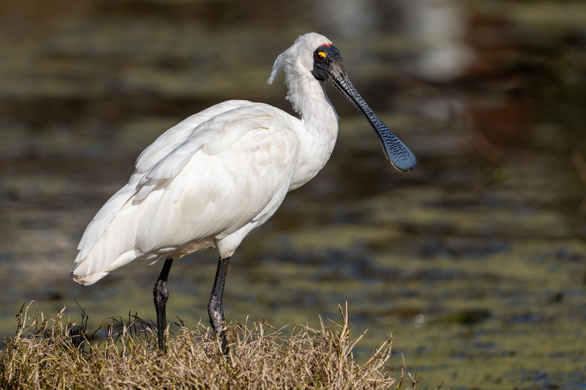 Royal Spoonbill - Duncan Henderson