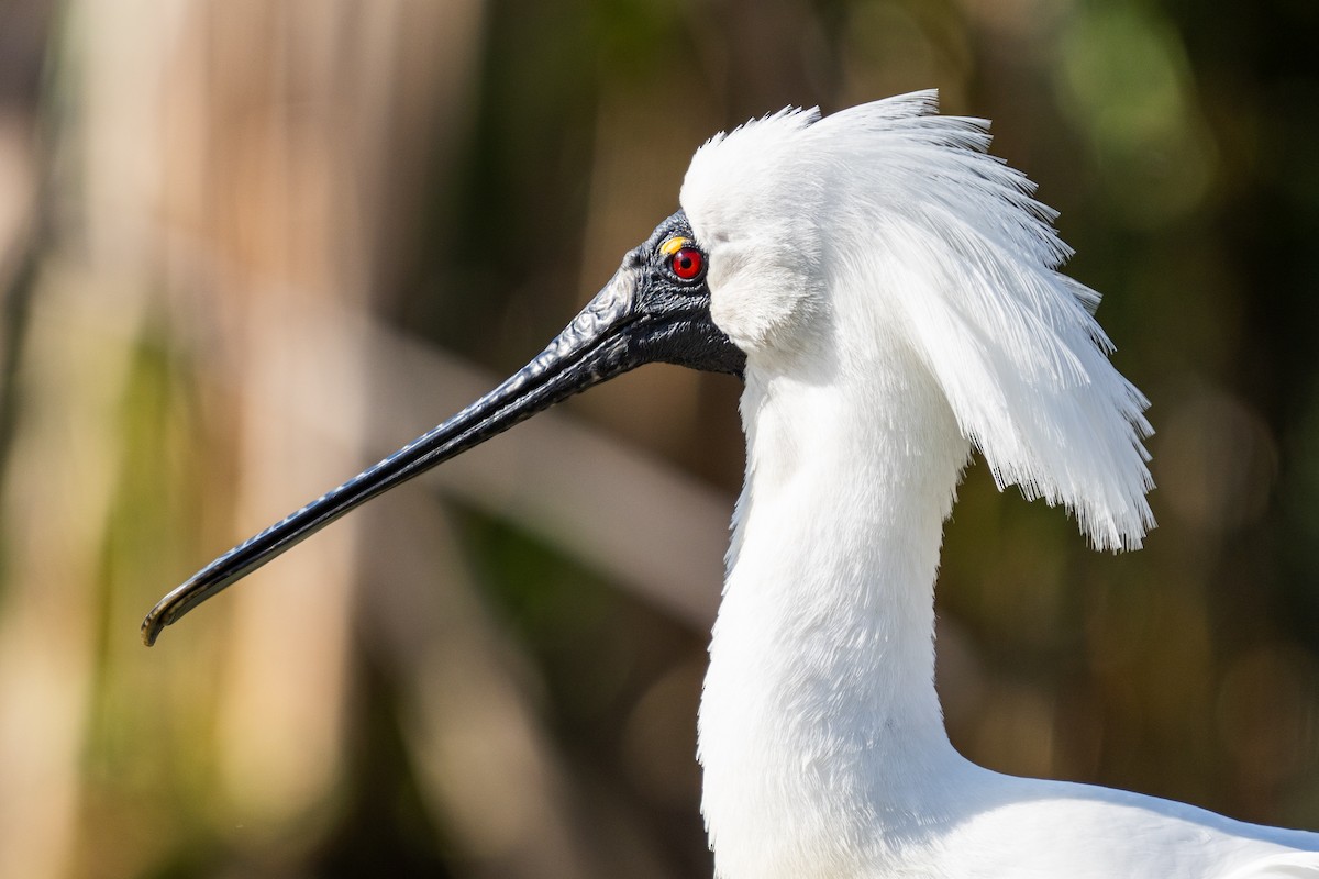 Royal Spoonbill - ML478980501