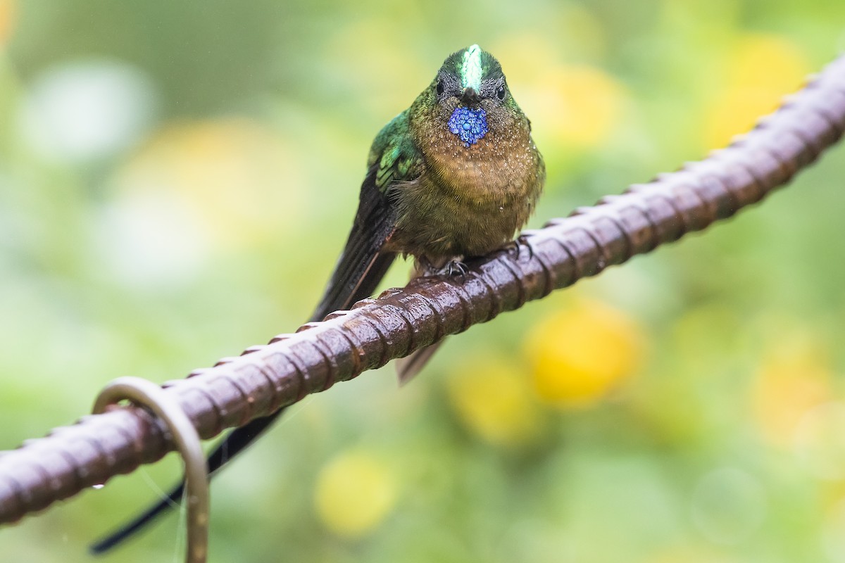 Violet-tailed Sylph - Stefan Hirsch