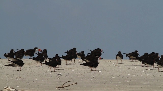 Black Skimmer (niger) - ML478981