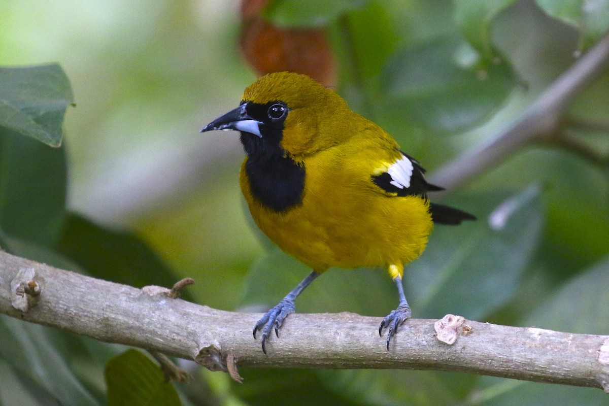 Jamaican Oriole - ML47898101