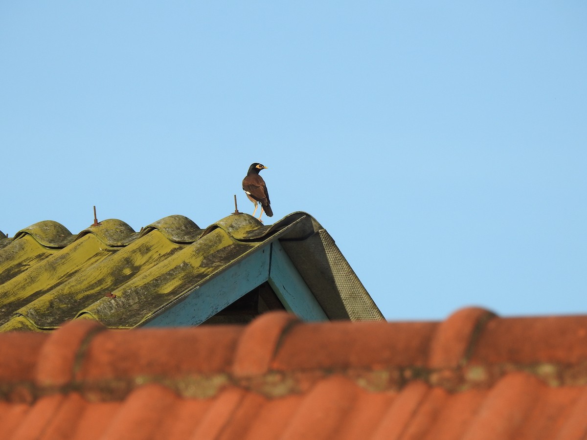 Common Myna - Suchada Panjan