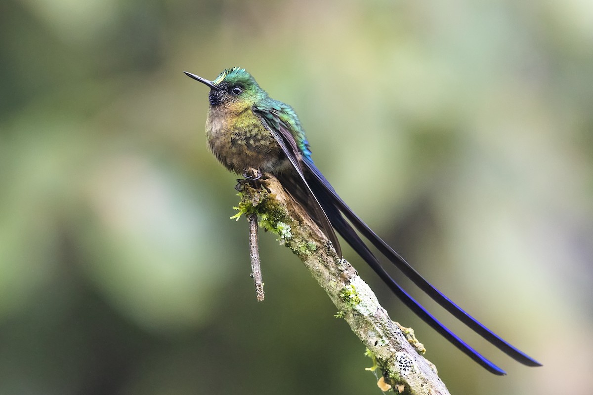 Violet-tailed Sylph - Stefan Hirsch