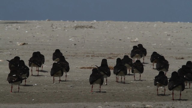 zoboun americký (ssp. niger) - ML478982