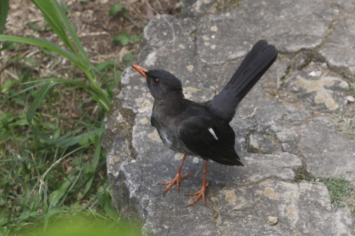 White-chinned Thrush - ML47898221