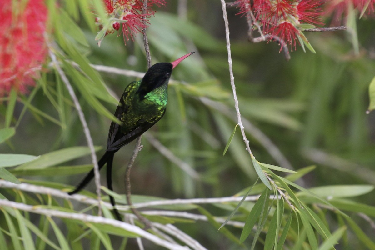 Colibri à tête noire - ML47898281