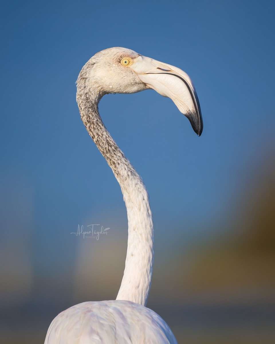 Greater Flamingo - ML478982851