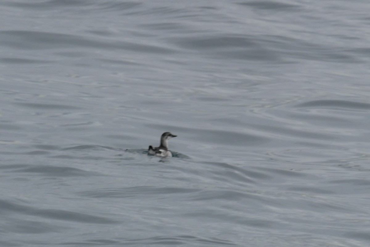 Black Guillemot - Allison Patrick