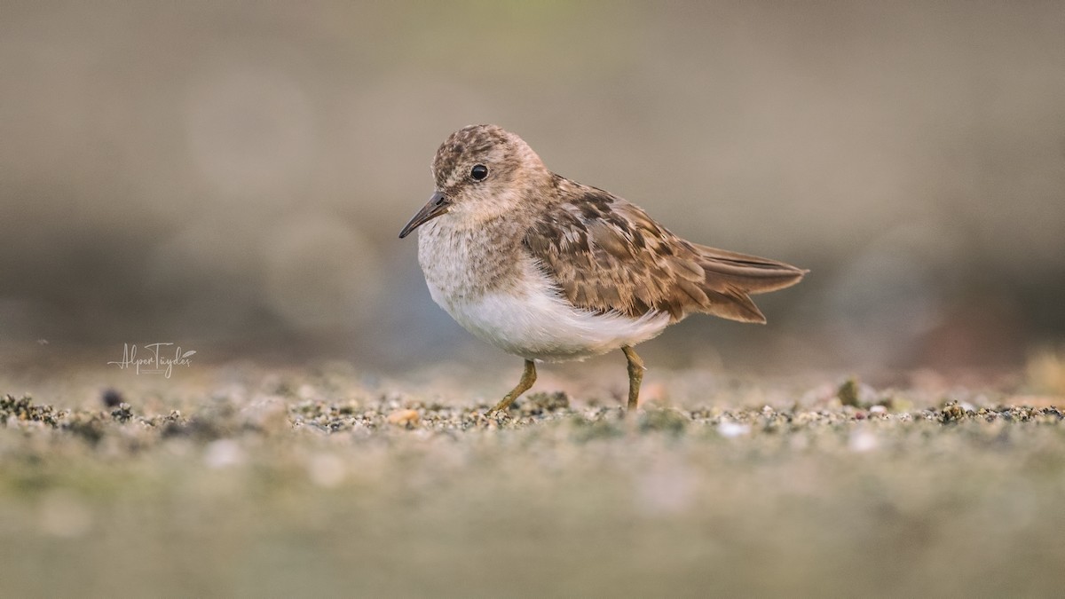 Temminck's Stint - ML478982881