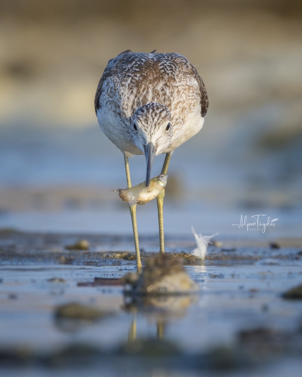 Common Greenshank - ML478982991