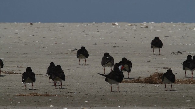 zoboun americký (ssp. niger) - ML478983