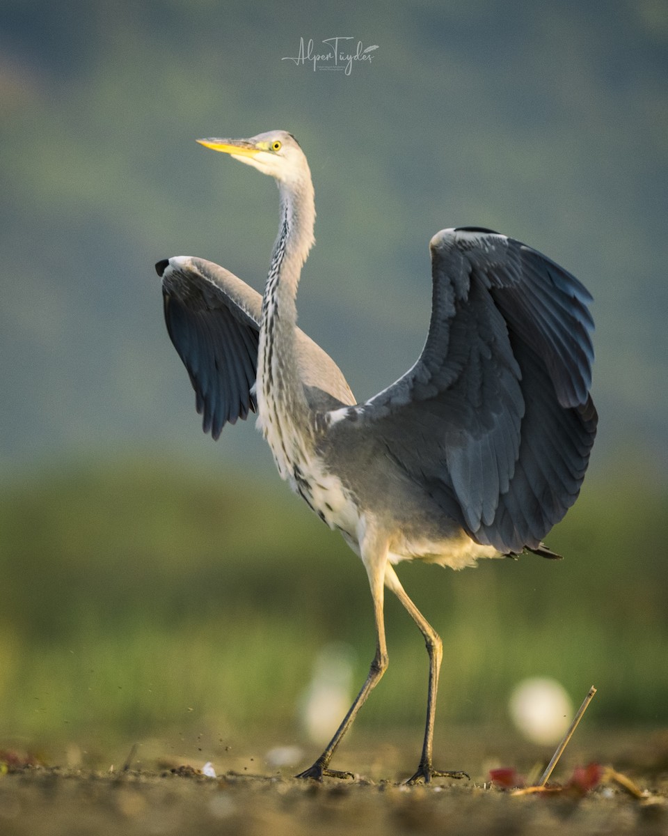 Gray Heron - Alper Tüydeş