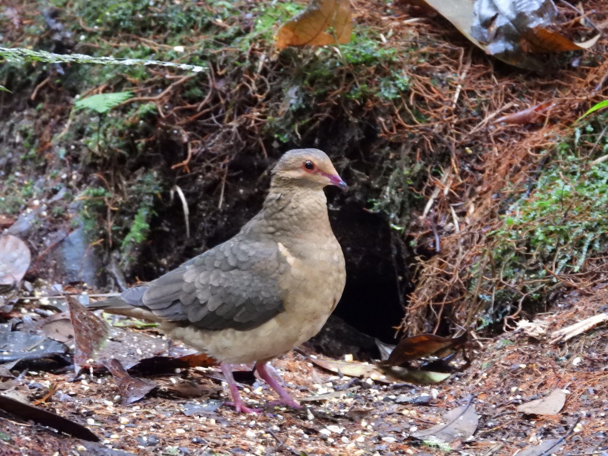 Ruddy Quail-Dove - ML478983881