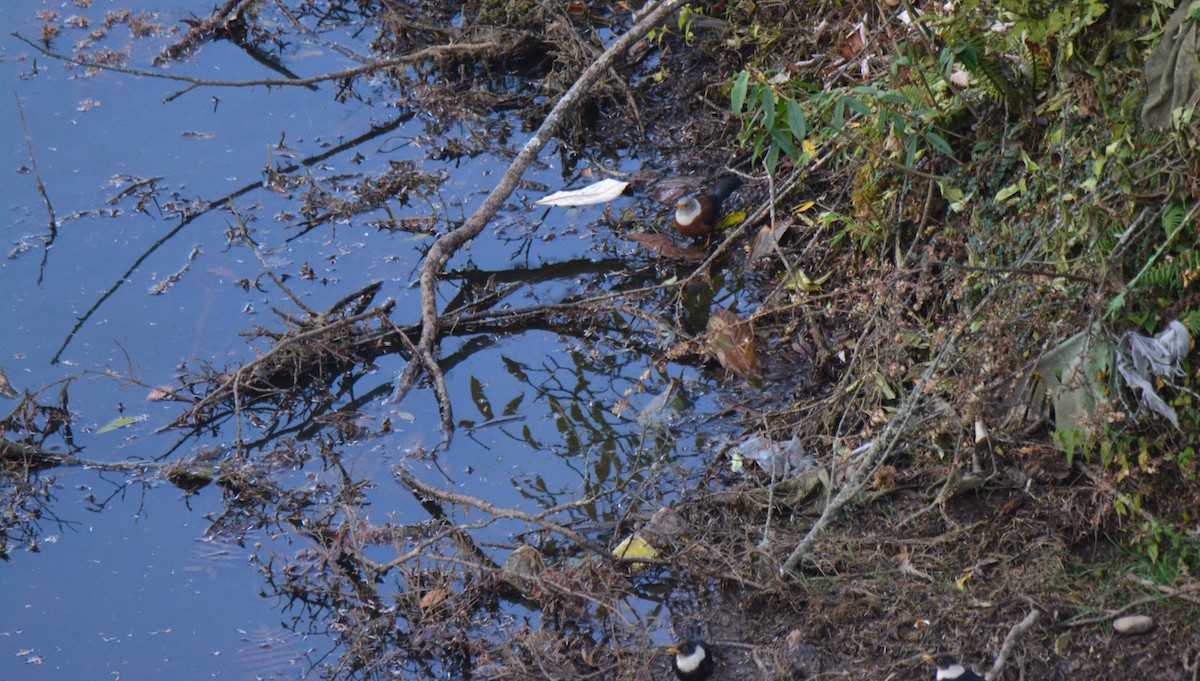 Chestnut Thrush - ML478984501