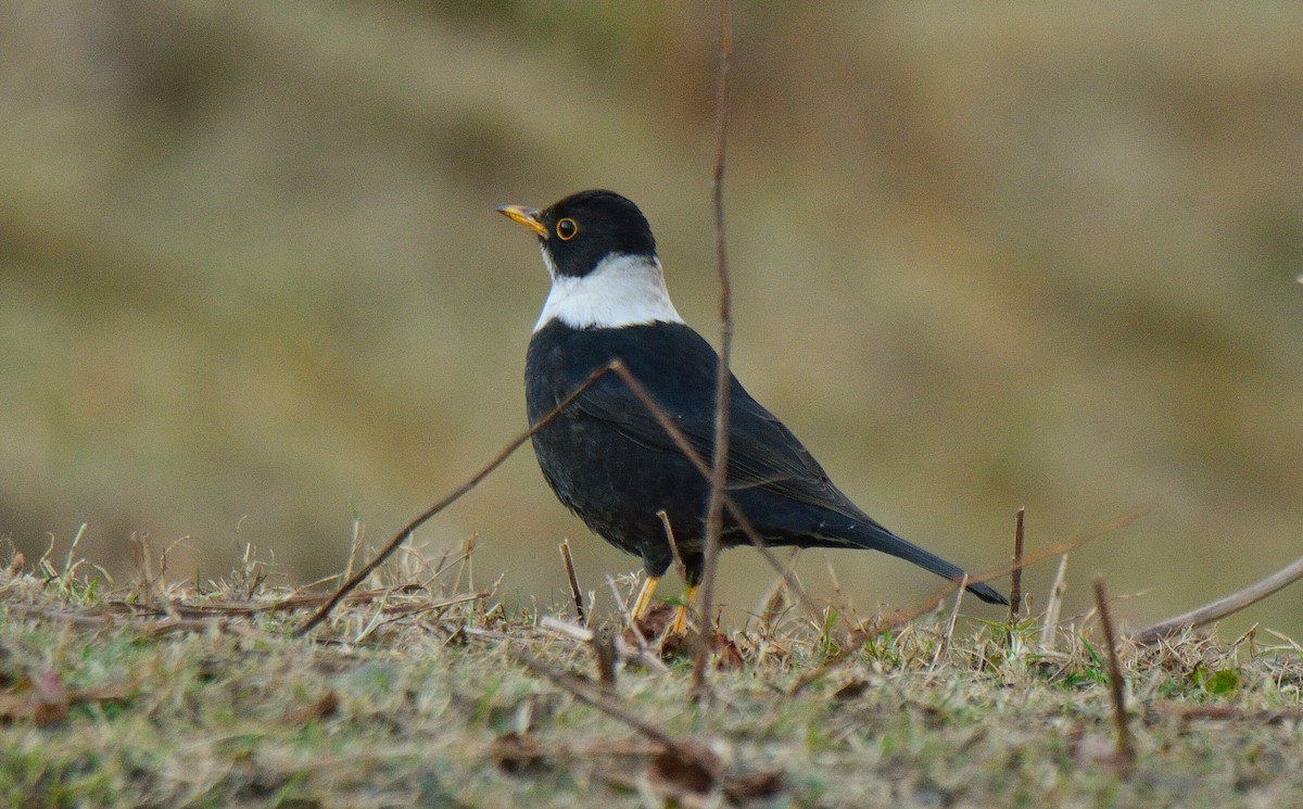 White-collared Blackbird - ML478984581