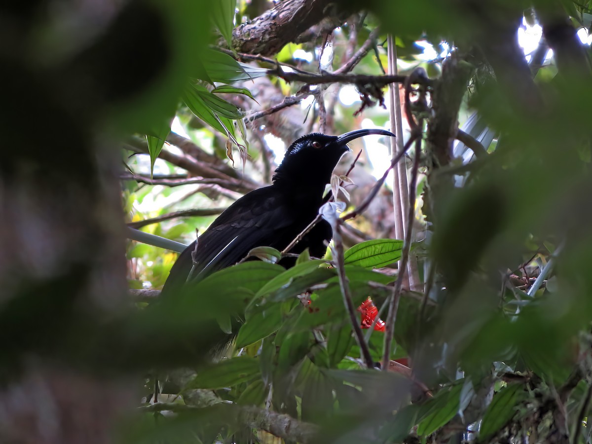 Black Sicklebill - Jörg Hanoldt