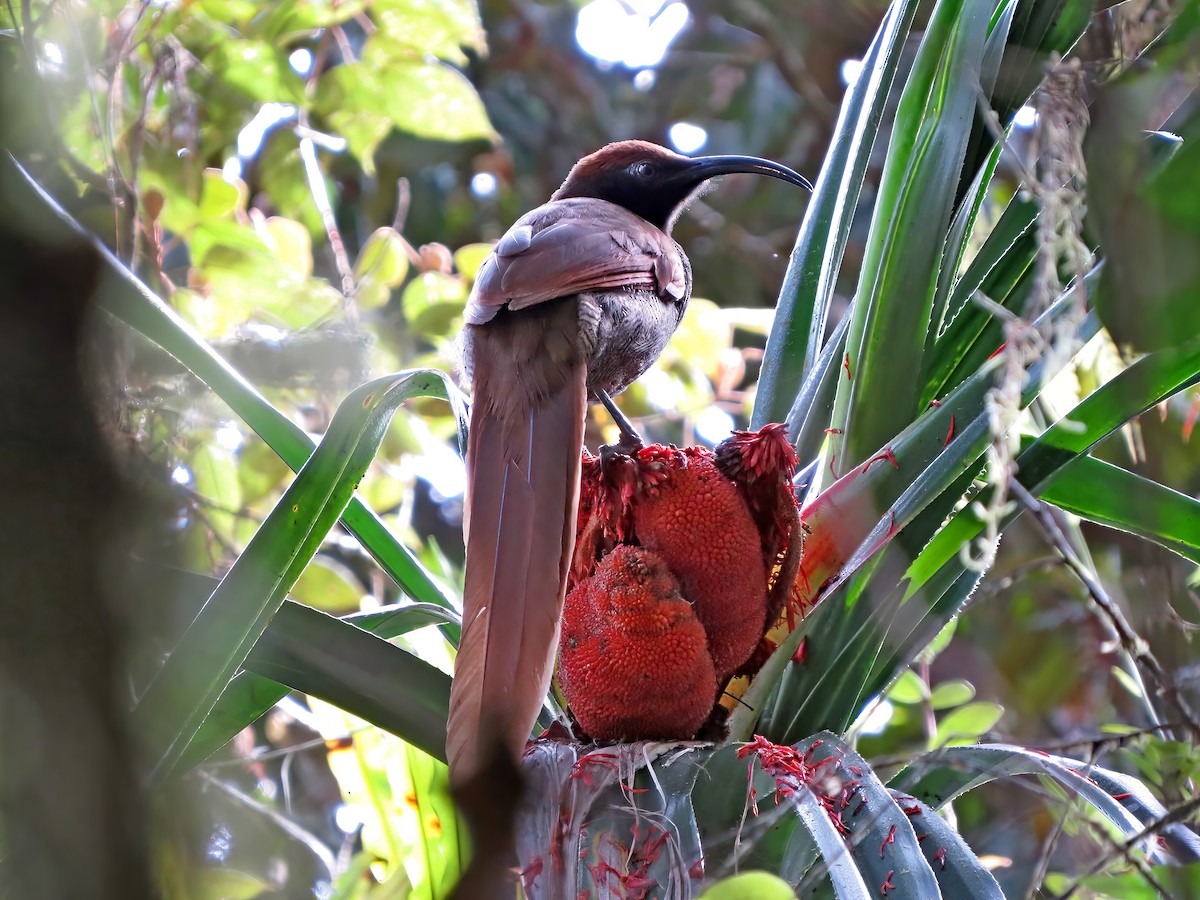 Black Sicklebill - Jörg Hanoldt