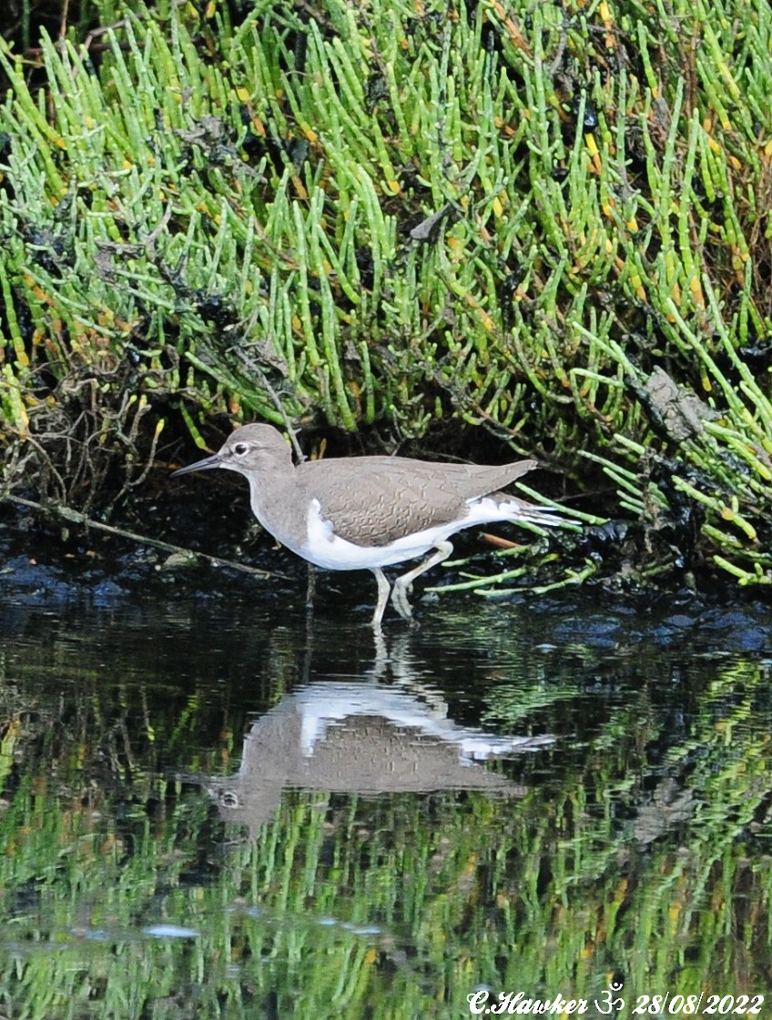 Common Sandpiper - ML478985611