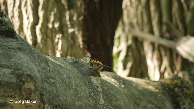 Eurasian Hoopoe - ML478985821