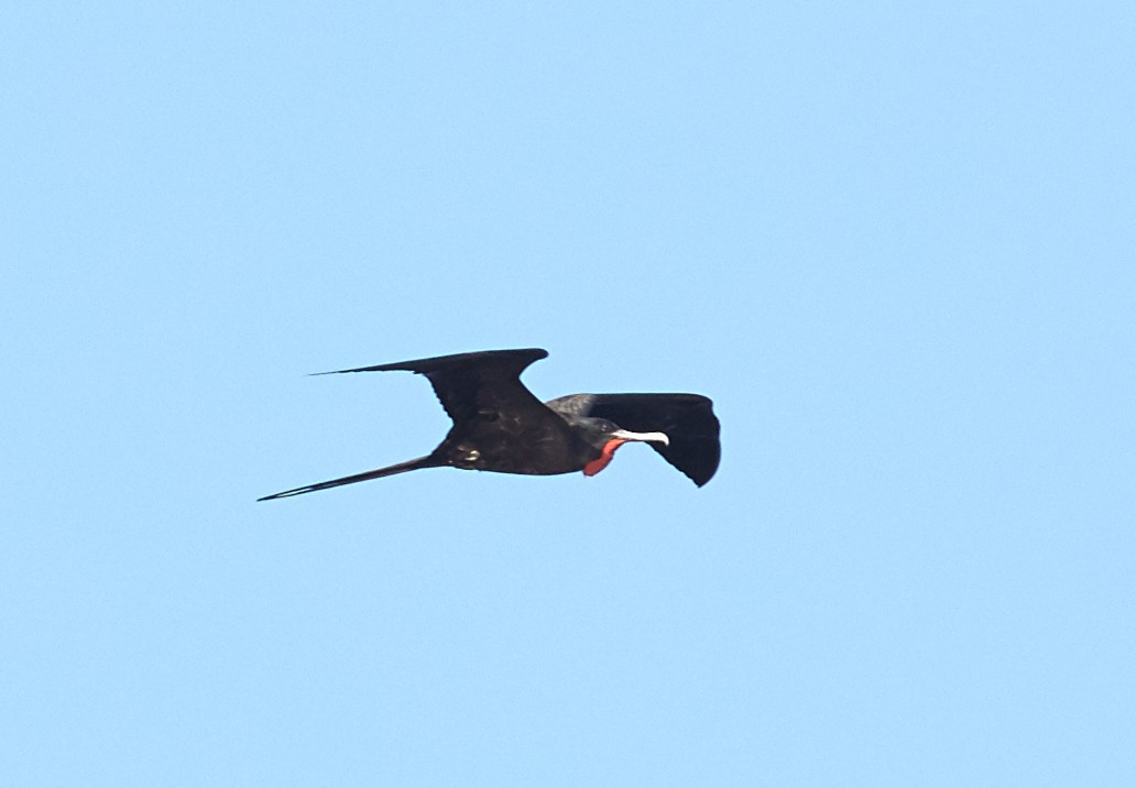 Magnificent Frigatebird - ML47898601