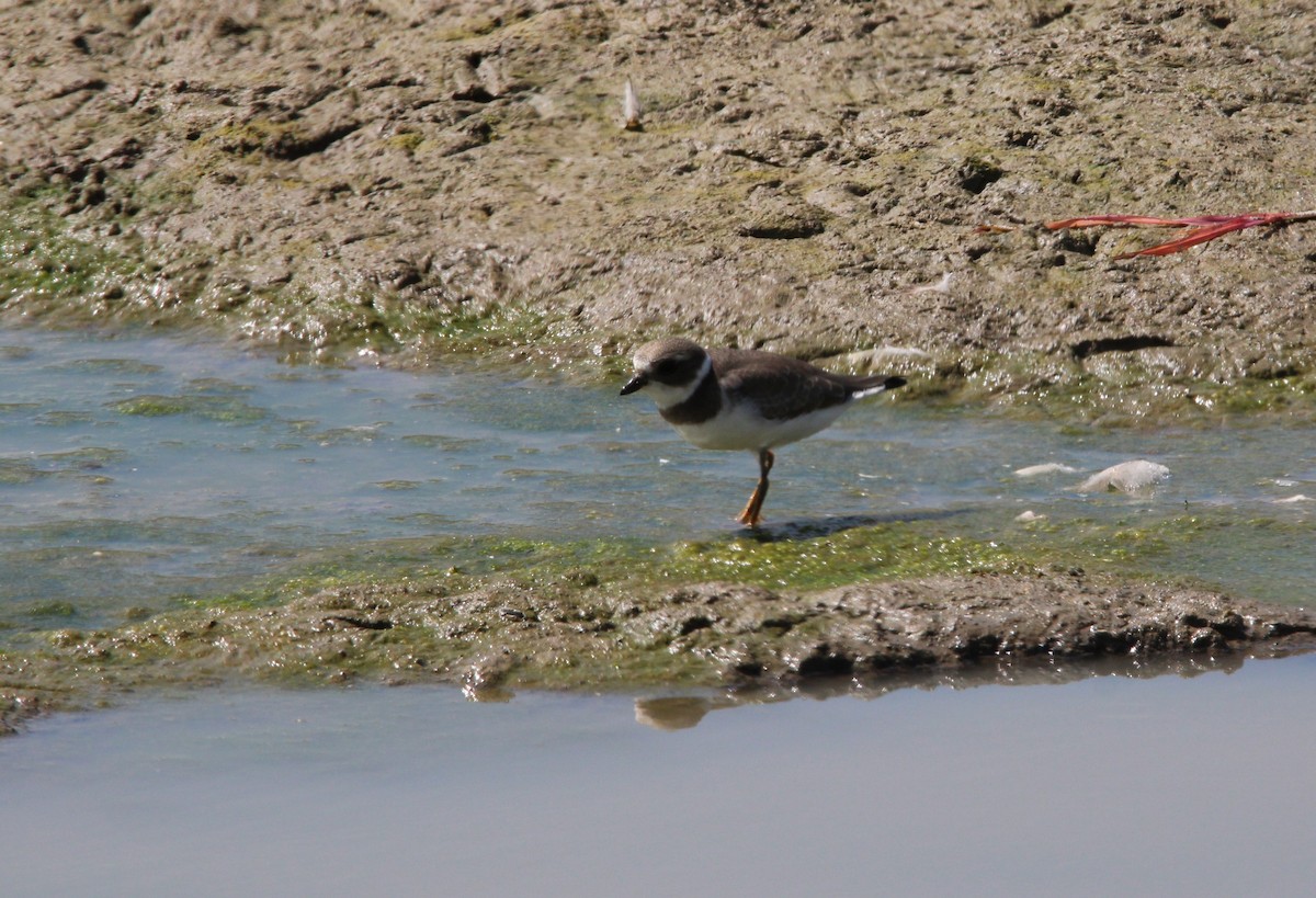 Semipalmated Plover - ML478986471