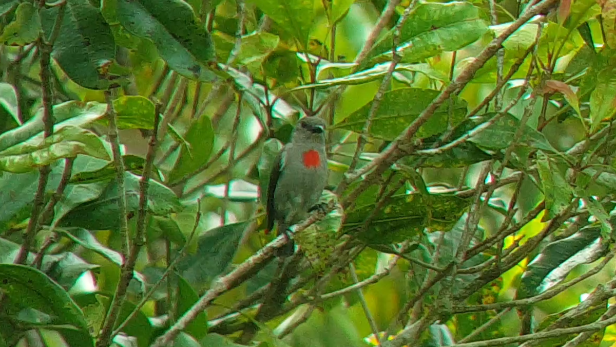 Ashy Flowerpecker - ML478987251