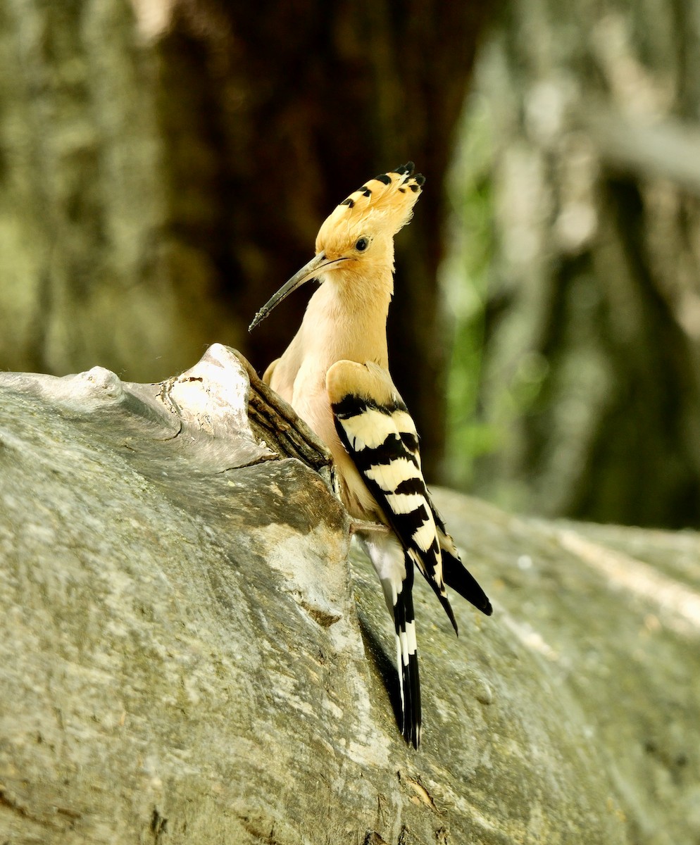 Eurasian Hoopoe - Greg Baker