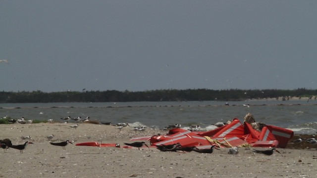 Black Skimmer (niger) - ML478988