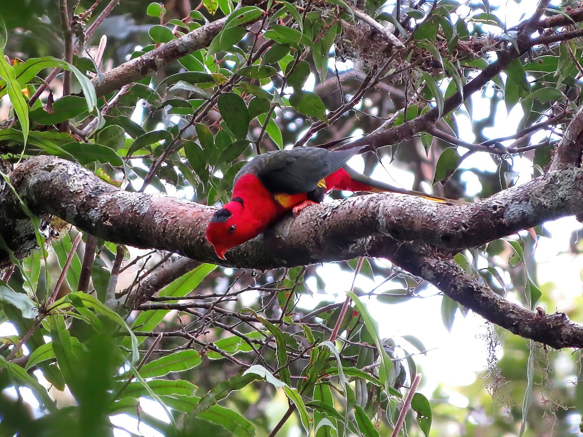 West Papuan Lorikeet - ML478988441