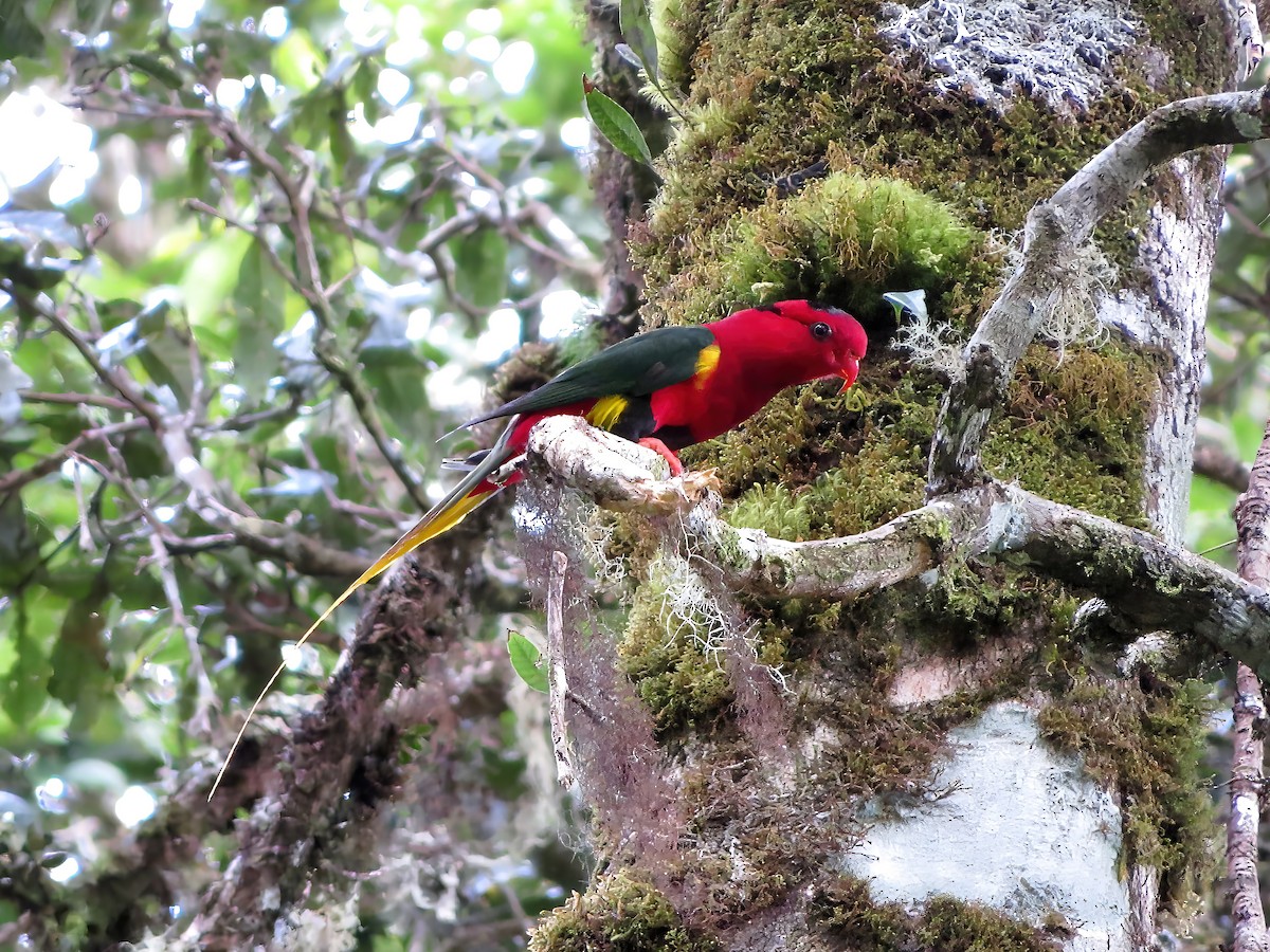 West Papuan Lorikeet - ML478988451