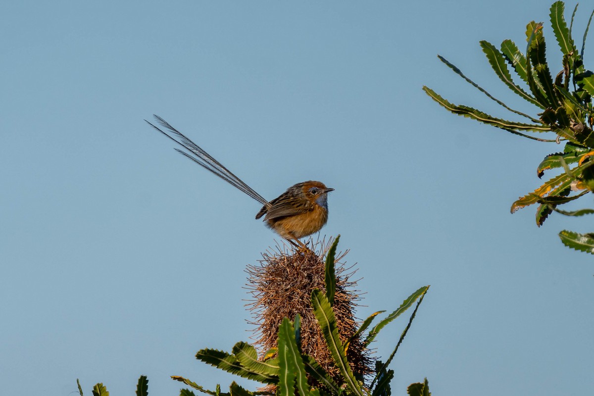 Southern Emuwren - ML478988511