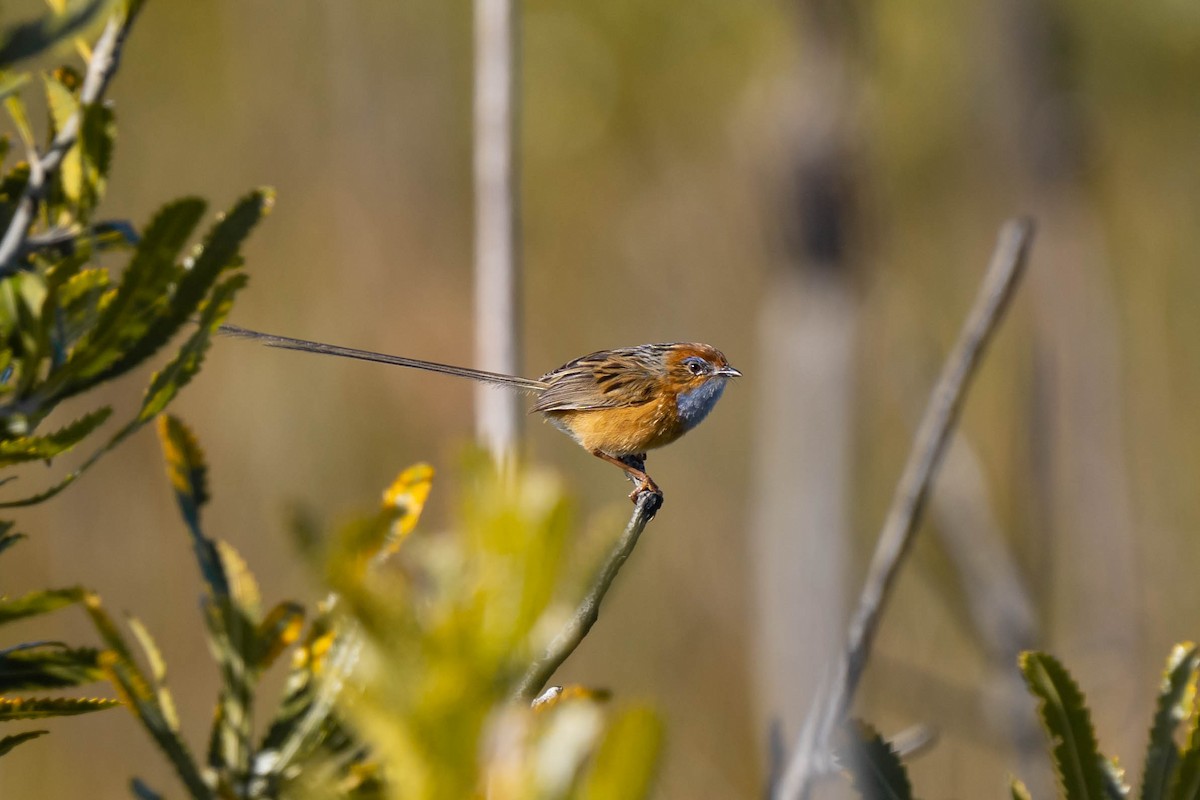 Southern Emuwren - ML478988521