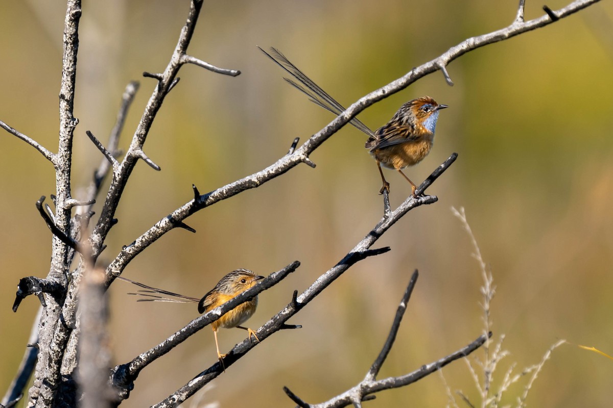 Southern Emuwren - ML478988531