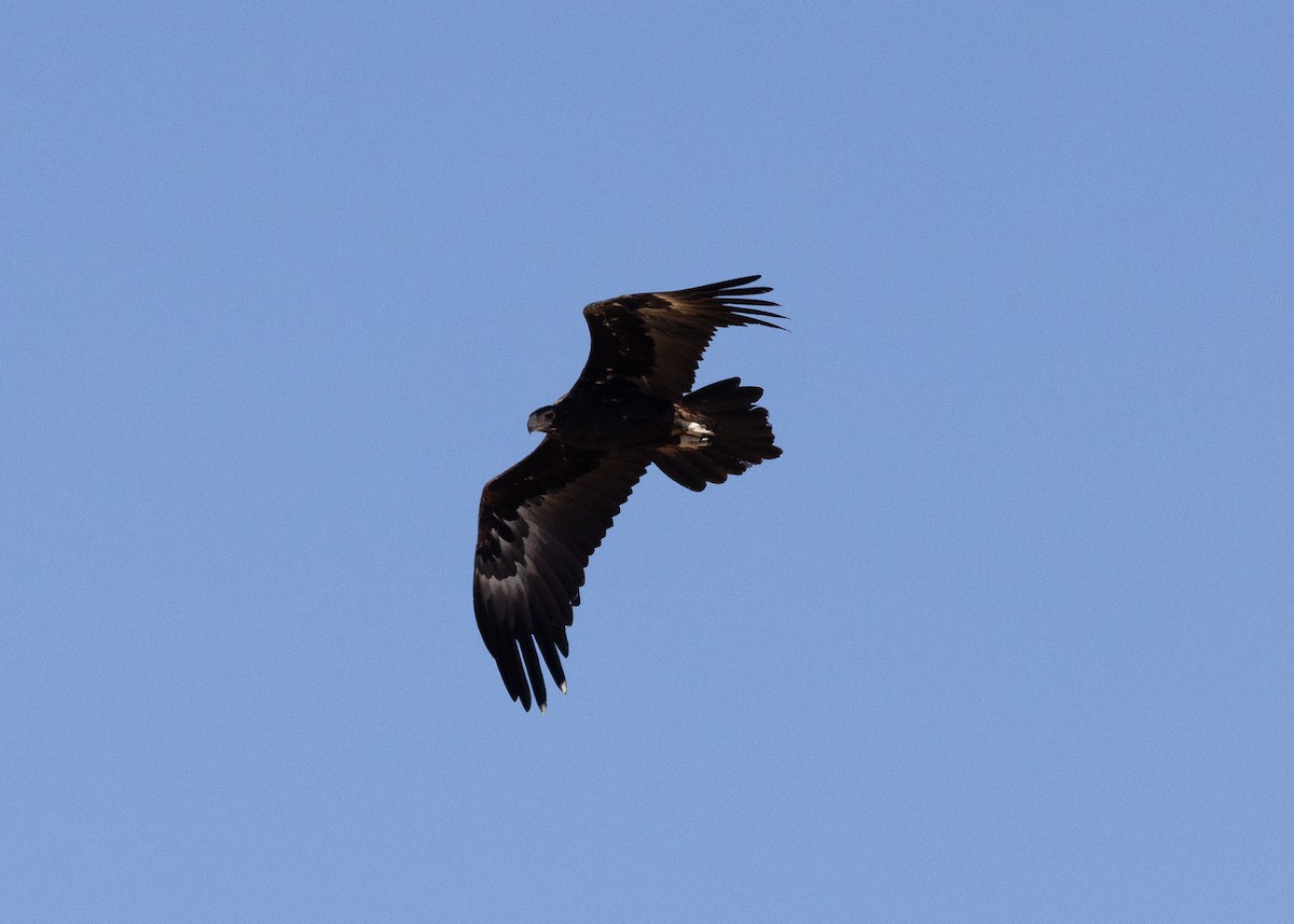 Wedge-tailed Eagle - ML478989171