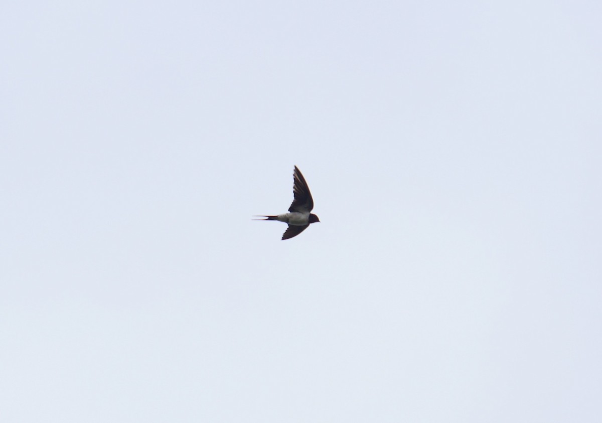 Barn Swallow - ML478991431