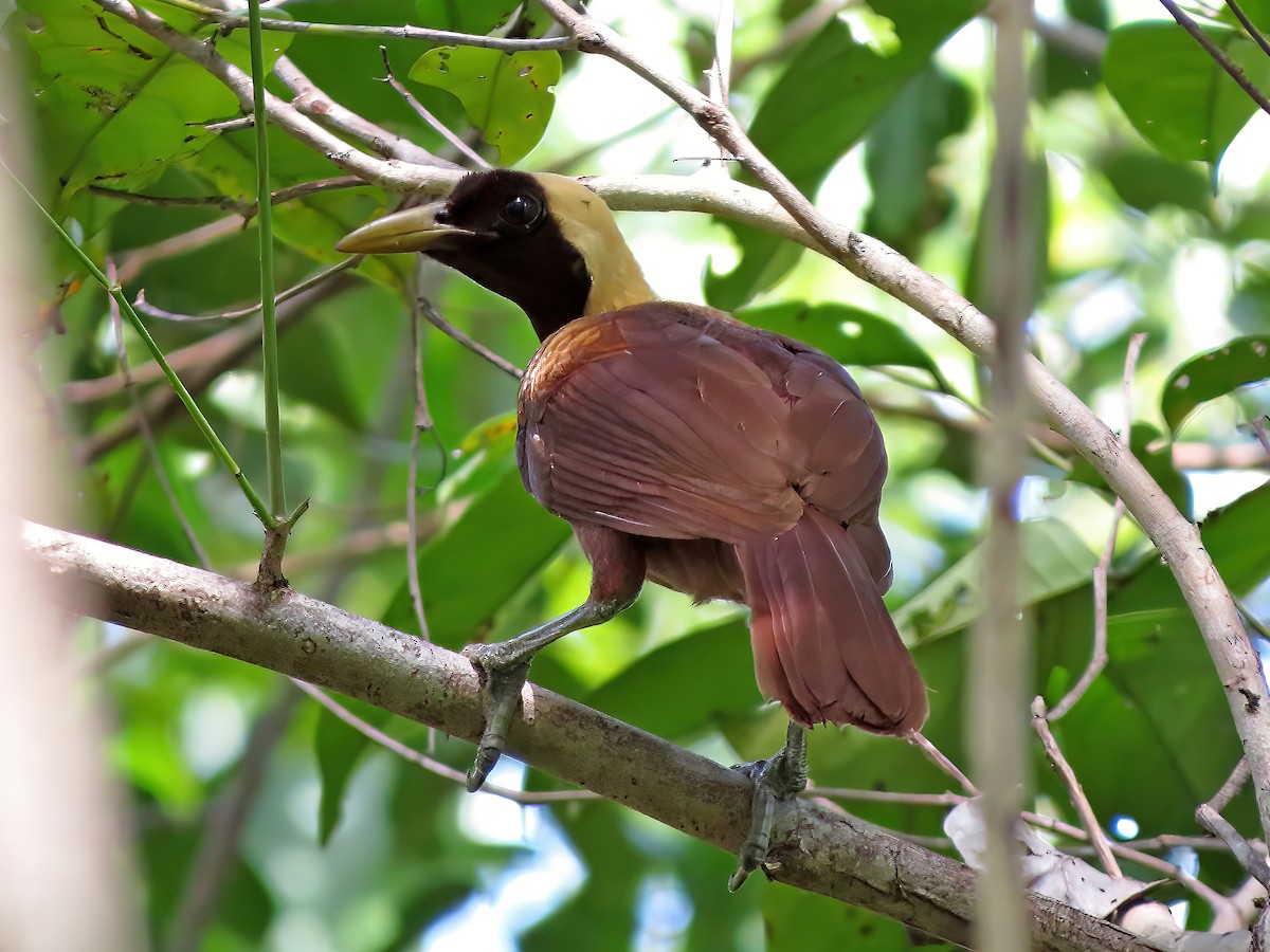 Red Bird-of-Paradise - ML478991651