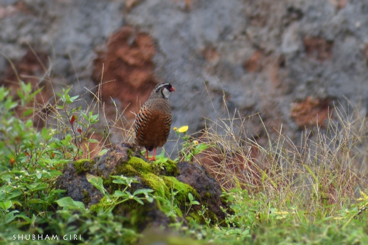 Painted Bush-Quail - ML478992341