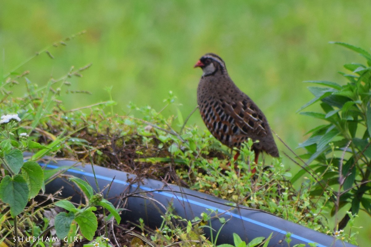 Painted Bush-Quail - ML478992441