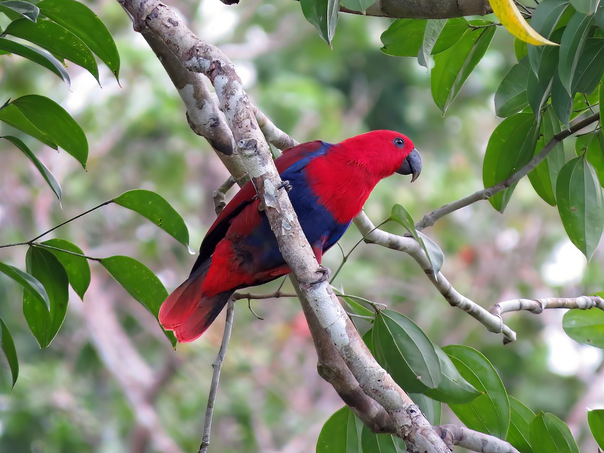 Papuan Eclectus - Jörg Hanoldt