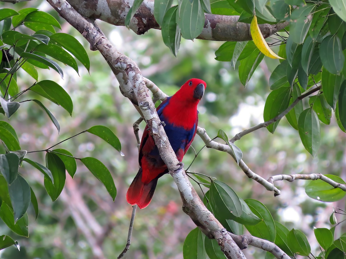 Papuan Eclectus - ML478992681