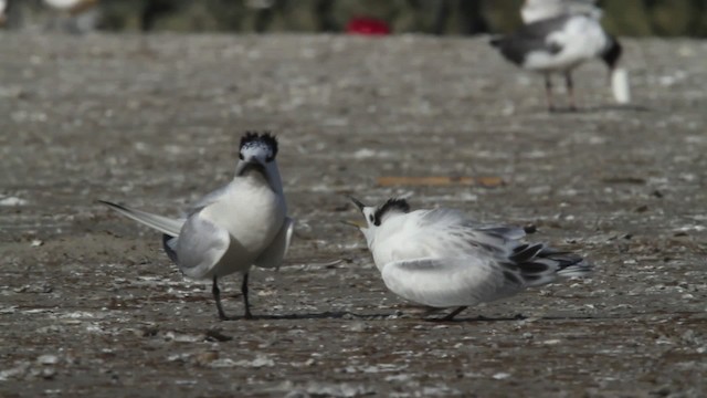 Sandwich Tern (Cabot's) - ML478996