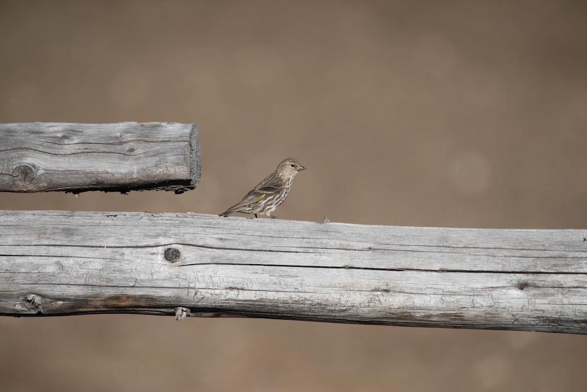 čížek severoamerický - ML47899701