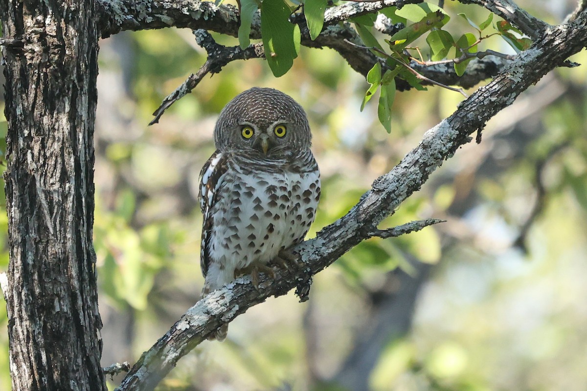 African Barred Owlet - ML478997201