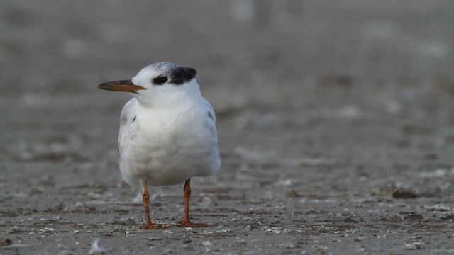 Крячок рябодзьобий (підвид acuflavidus) - ML478998