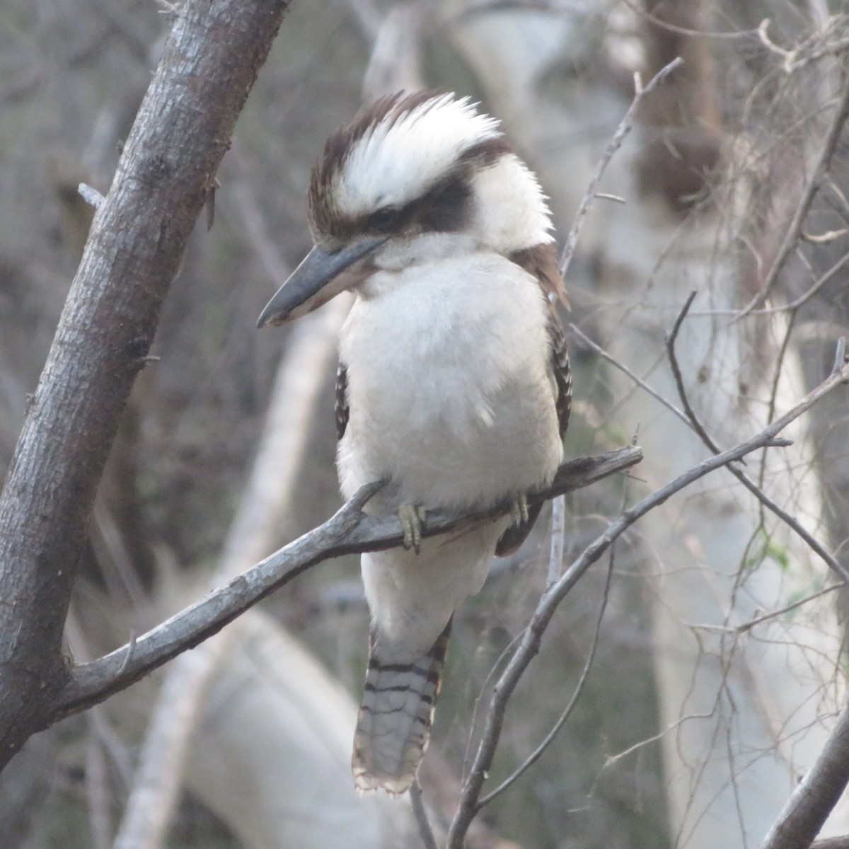 Laughing Kookaburra - ML478998321